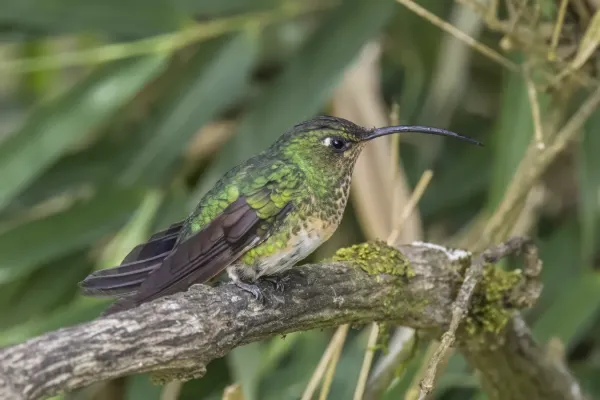 File:Mountain velvetbreast (Lafresnaya lafresnayi longirostris) female Caldas.jpg