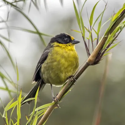 File:Pale-naped brushfinch (Atlapetes pallidinucha pallidinucha) Cundinamarca.jpg