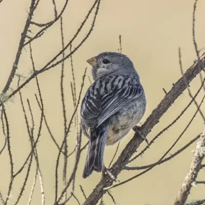 File:Plain-coloured seedeater (Catamenia inornata minor) Caldas.jpg