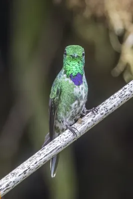 File:Purple-bibbed whitetip (Urosticte benjamini) male Las Tangaras 2.jpg