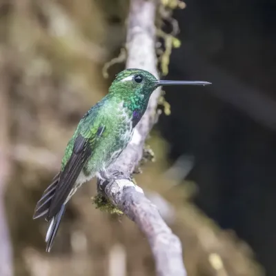 File:Purple-bibbed whitetip (Urosticte benjamini) male Las Tangaras 3.jpg