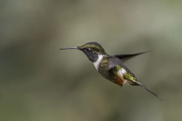 File:Purple-throated woodstar (Philodice mitchellii) male in flight Las Tangaras.jpg