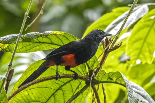 File:Red-bellied grackle (Hypopyrrhus pyrohypogaster) Antioquia.jpg