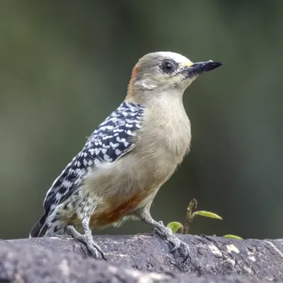 File:Red-crowned woodpecker (Melanerpes rubricapillus rubricapillus) female Las Tangaras.jpg