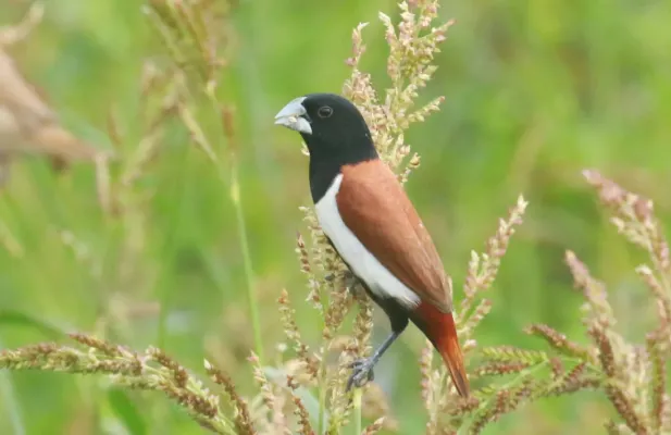 File:Tricoloured munia (Lonchura malacca) bird.jpg
