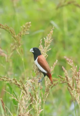 File:Tricoloured munia (Lonchura malacca) - bird.jpg