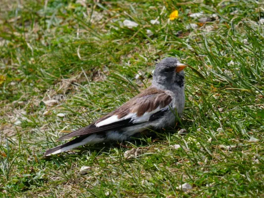 File:Montifringilla nivalis 03.jpg