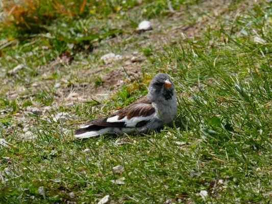 File:Montifringilla nivalis 01.jpg