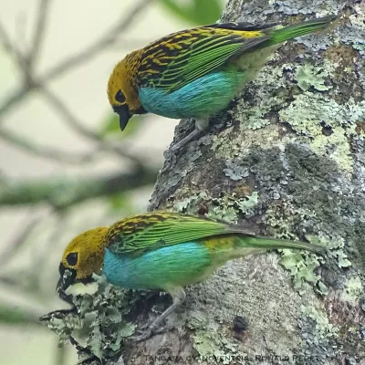File:Tangara cyanoventris 27924910.jpg