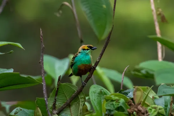 File:Tangara chrysotis 98191039.jpg