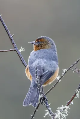 File:Rufous-browed conebill (Conirostrum rufum) Chingaza.jpg