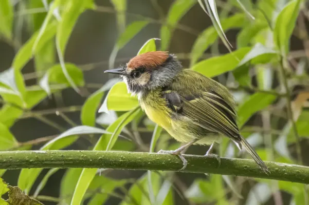 File:Rufous-crowned tody-flycatcher (Poecilotriccus ruficeps melanomystax) Caldas.jpg