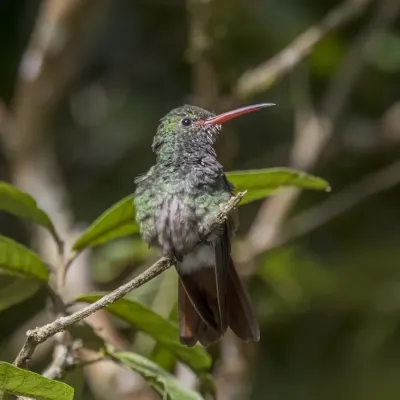 File:Rufous-tailed hummingbird (Amazilia tzacatl fuscicaudata) male Las Tangaras 2.jpg