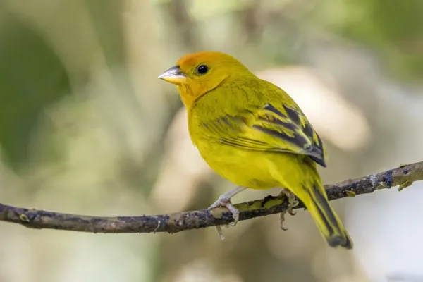 File:Saffron finch (Sicalis flaveola flaveola) Cundinamarca.jpg