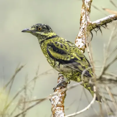 File:Scaled fruiteater (Ampelioides tschudii) La Tangaras.jpg