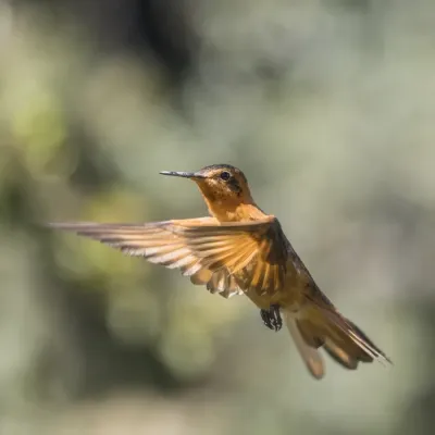File:Shining sunbeam (Aglaeactis cupripennis cupripennis) in flight Caldas 2.jpg