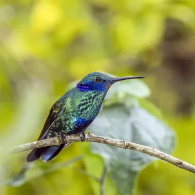 File:Sparkling violetear (Colibri coruscans coruscans) Cundinamarca.jpg