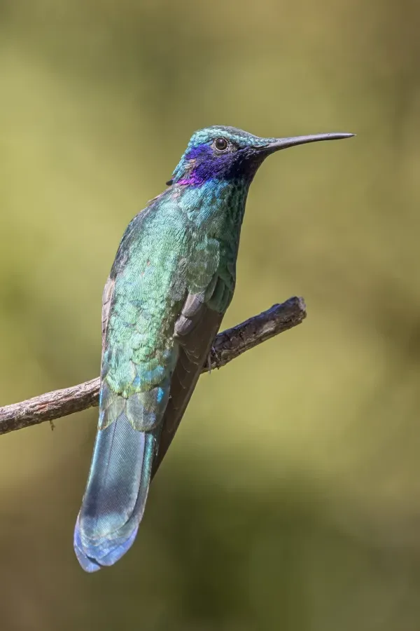 File:Sparkling violetear (Colibri coruscans coruscans) Caldas.jpg