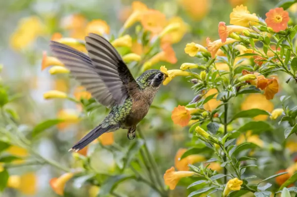 File:Speckled hummingbird (Adelomyia melanogenys cervina) feeding on Campsis Caldas 2.jpg
