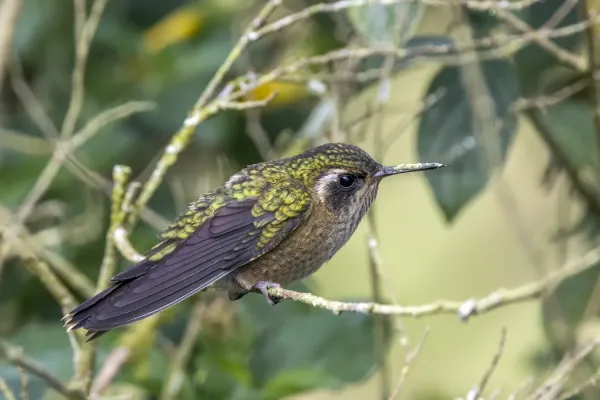 File:Speckled hummingbird (Adelomyia melanogenys melanogenys) Cundinamarca.jpg