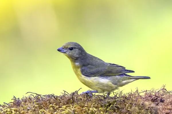 File:Thick-billed euphonia (Euphonia laniirostris melanura) female Cundinamarca.jpg