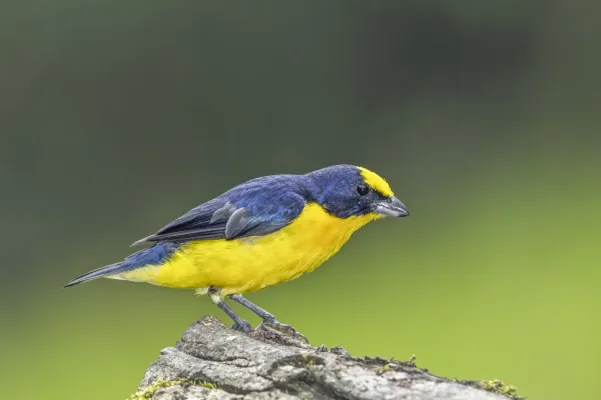 File:Thick-billed euphonia (Euphonia laniirostris melanura) male Cundinamarca.jpg