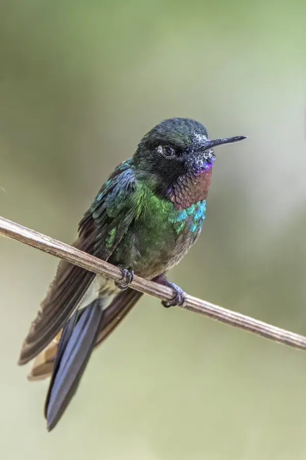 File:Tourmaline sunangel (Heliangelus exortis) male Caldas.jpg