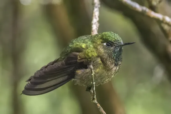 File:Tyrian metaltail (Metallura tyrianthina tyrianthina) Cundinamarca 2.jpg