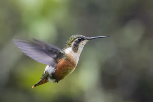 File:White-bellied woodstar (Chaetocercus mulsant) female in flight Cundinamarca.jpg