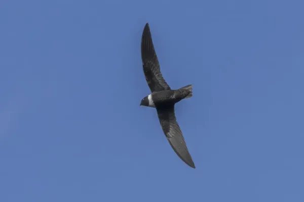 File:White-collared swift (Streptoprocne zonaris altissima) in flight Caldas.jpg