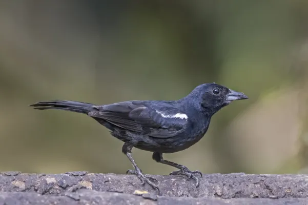 File:White-lined tanager (Tachyphonus rufus) male Las Tangaras.jpg