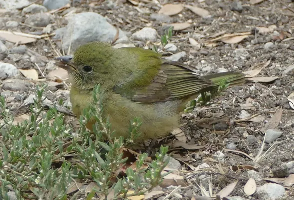 File:Passerina ciris 314417660.jpg