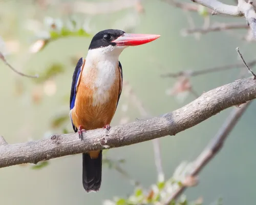 File:Halcyon pileata - Phra Non.jpg