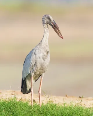 File:Anastomus oscitans - Bueng Boraphet.jpg