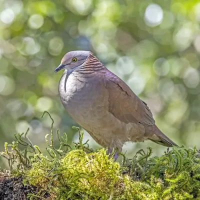 File:White-throated quail-dove (Zentrygon frenata bourcieri) Caldas.jpg