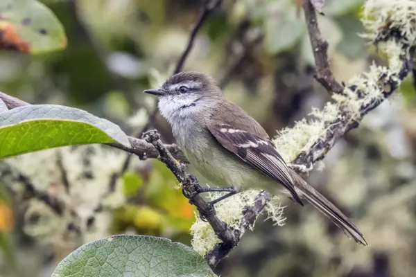 File:White-throated tyrannulet (Mecocerculus leucophrys setophagoides) Cundinamarca.jpg