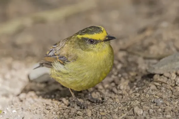 File:Yellow-bellied chat-tyrant (Silvicultrix diadema gratiosa) Caldas.jpg
