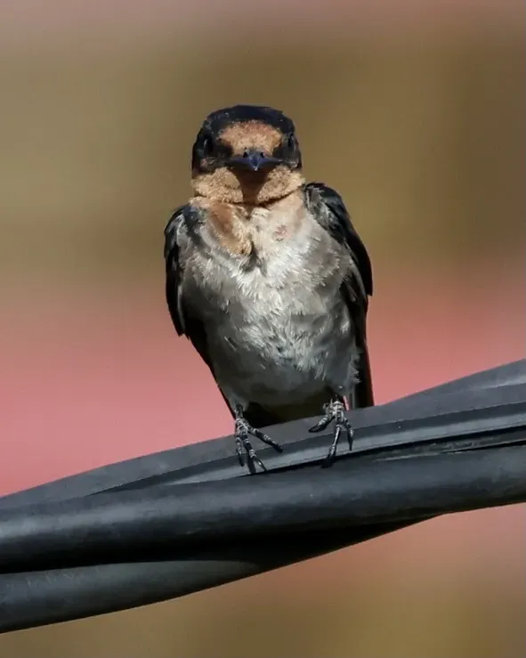 File:Hirundo tahitica (Brunei) 02.jpg
