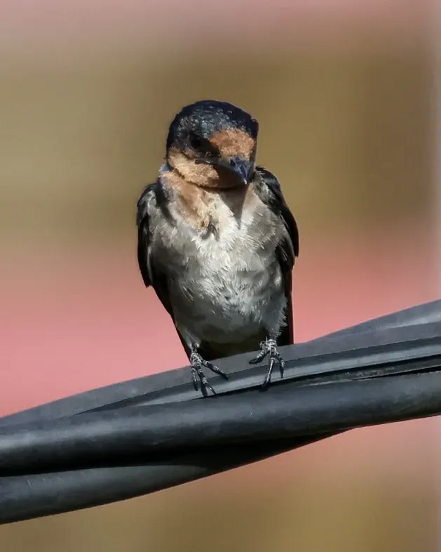 File:Hirundo tahitica (Brunei) 01.jpg