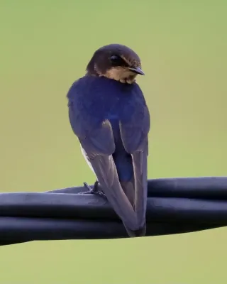 File:Hirundo tahitica (Brunei) 08.jpg
