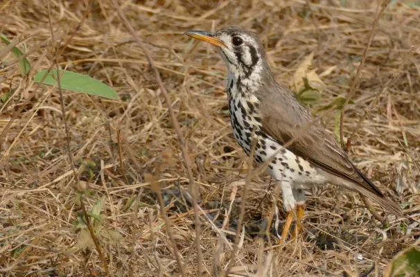 File:Day 3 Groundscraper Thrush (Turdus litsitsirupa) (53208039444).jpg