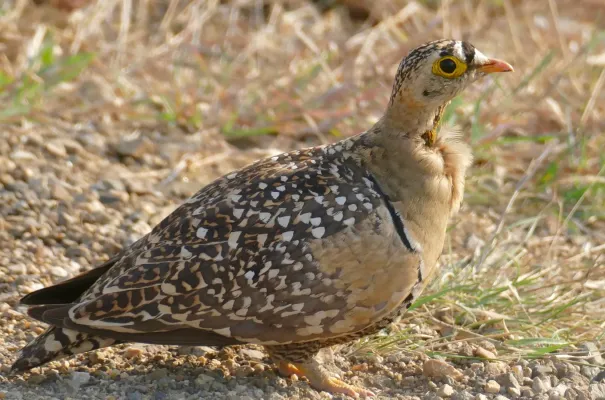 File:Day 1 Double-banded Sandgrouse (Pterocles bicinctus) male ... (53203952945).jpg