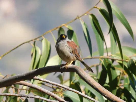 File:Fringilo-Inca de Dorso Rufo (Incaspiza personata).jpg