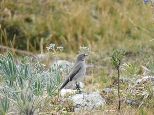 File:Muscisaxicola albilora.jpg
