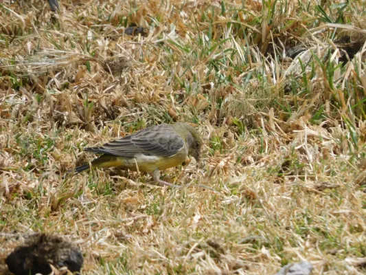 File:Sicalis uropygialis.jpg