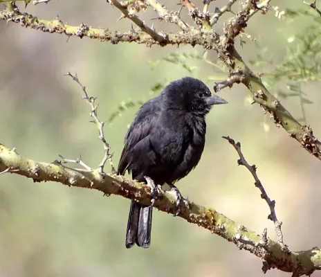 File:Bolivian Blackbird Oreopsar bolivianus, Narciso Campero, Bolivia 1.jpg