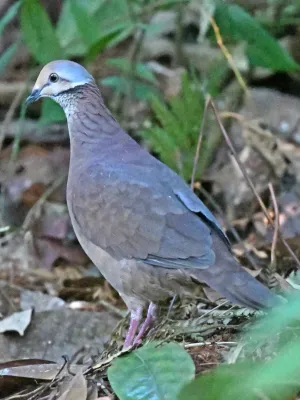 File:Zentrygon linearis.jpg