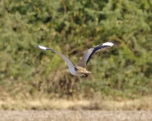 File:Macqueen's Bustard (Chlamydotis macqueenii).jpg