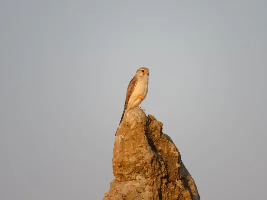 File:Nankeen kestrel (Falco cenchroides) at Nambung National Park, September 2023 08.jpg