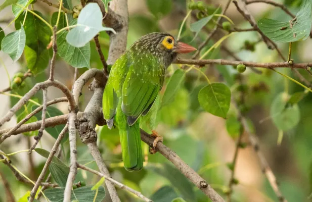 File:Brown-headed barbet (Psilopogon zeylanicus).jpg